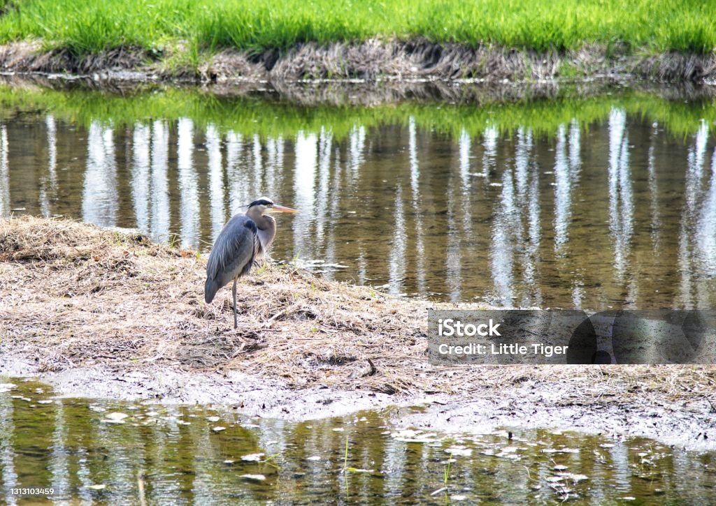 Great blue heron rests by spring creek at morton arboretum Animal Wildlife Stock Photo