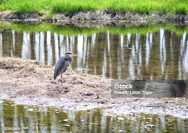 Great Blue Heron Rests By Spring Creek At Morton Arboretum Stock Photo - Download Image Now