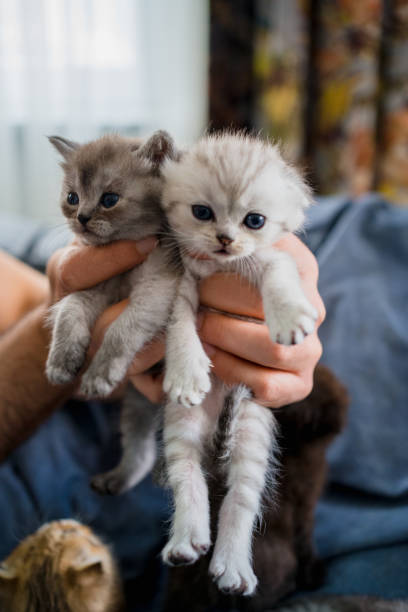 istock British Shorthair cat kitten 1313103536