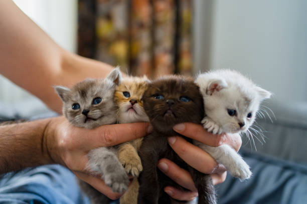 istock British Shorthair cat kitten 1313103642