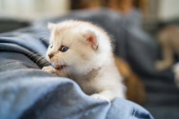 British Shorthair cat kitten