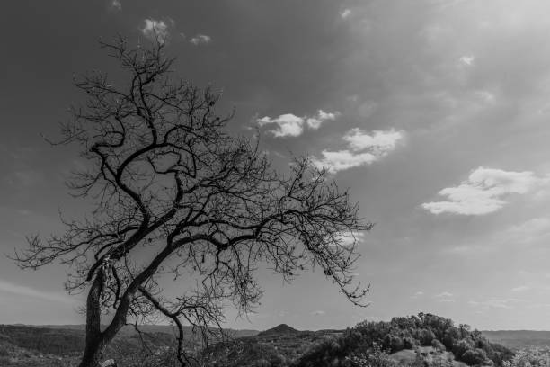 close up of a lonely tree in early spring with the sky and clouds as a background in Castelgonberto, Vicenza, Italy