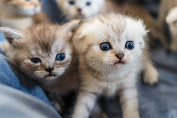 istock British Shorthair cat kitten 1313104538