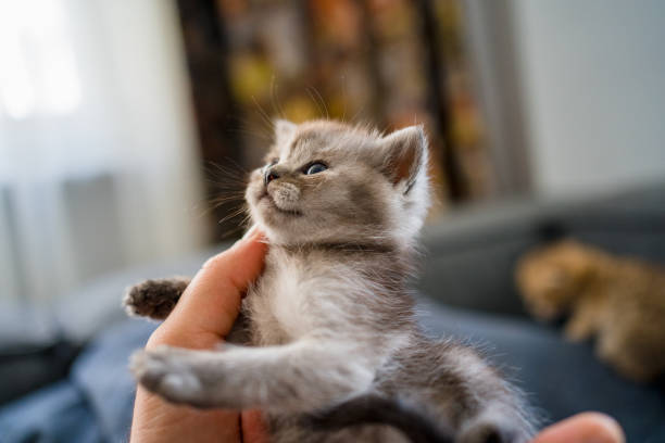 istock British Shorthair cat kitten 1313104621