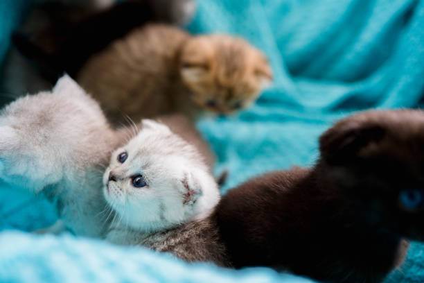istock British Shorthair cat kitten 1313104623
