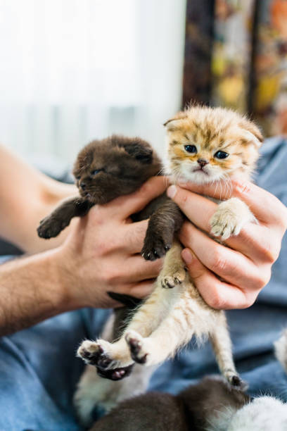 istock British Shorthair cat kitten 1313104624
