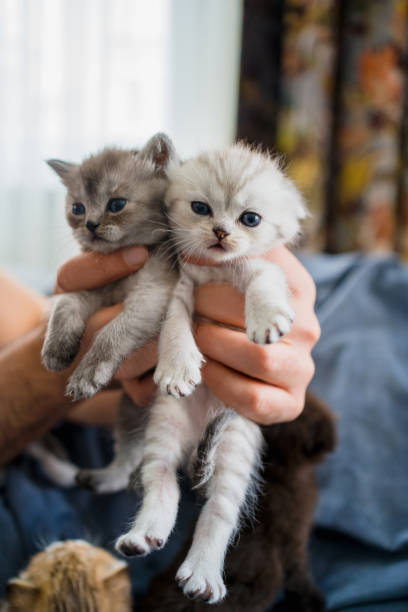 istock British Shorthair cat kitten 1313104739