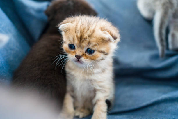 istock British Shorthair cat kitten 1313105367