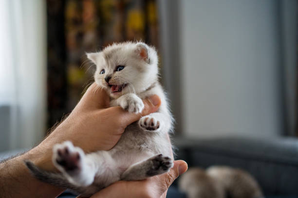 istock British Shorthair cat kitten 1313105368