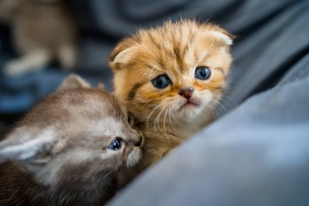 istock British Shorthair cat kitten 1313105600
