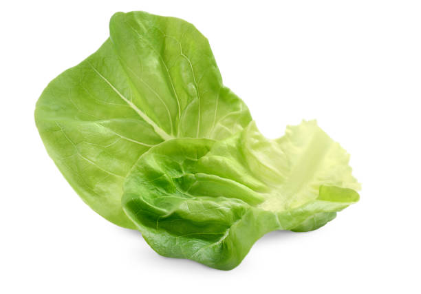 istock two leaves butterhead lettuce 1313106886