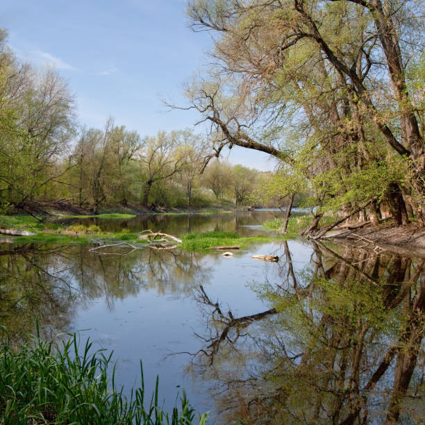 istock River on a summer day in the forest among the trees 1313107125
