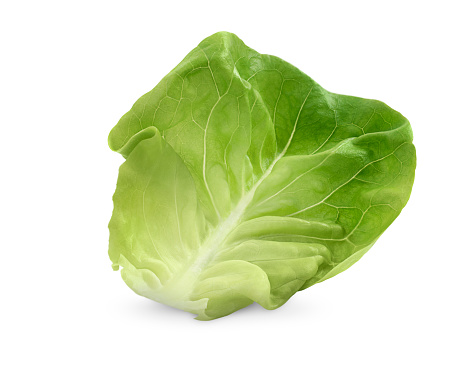 one leaf of butterhead lettuce on isolated white background