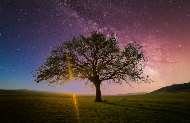 istock lonely tree on field under milky way galaxy, Dobrogea, Romania 1313108100