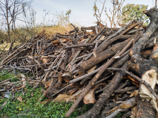 istock Stacks of firewood collected by villagers from forest. 1313108188
