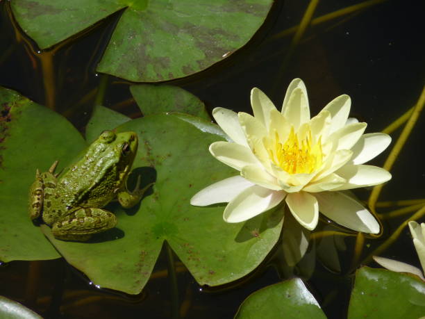 istock Frog on a lily pad, Marrakesh, Morocco 1313108837