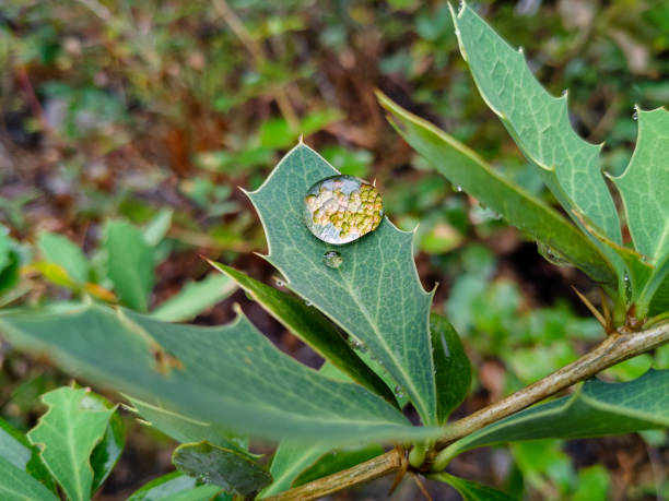 istock Dew drop on a leaf. A water droplet on a leaf acting as a macro lens. 1313108955