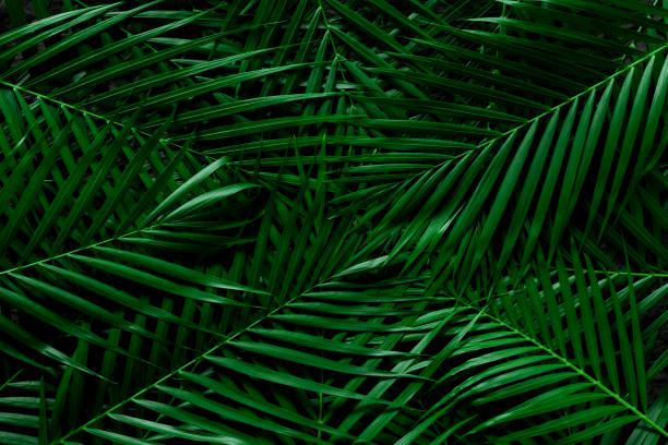 istock Dark green palm leaf texture background, tropical jungle tone concept, copy space 1313111432