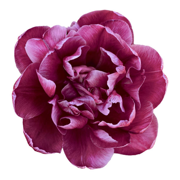 Terry tulip burgundy color. Isolated on white background.