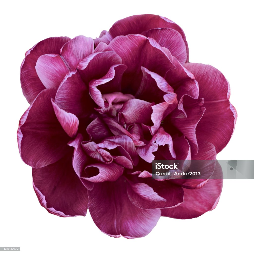 Terry tulip burgundy color. Isolated on white background. Terry tulip burgundy color. Isolated on white background. View from above. ocus concept. Flower Stock Photo