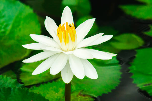 istock White lotus flower in the lake