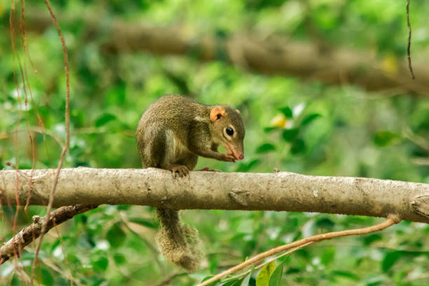 istock Northern treeshrew on a branch. 1313113152