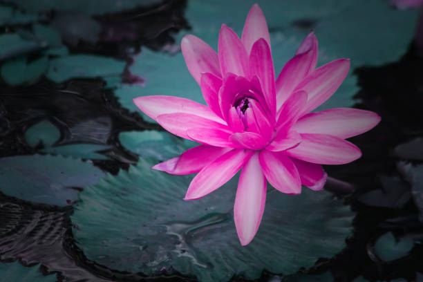 istock Pink lotus bloom in the pond 1313113163