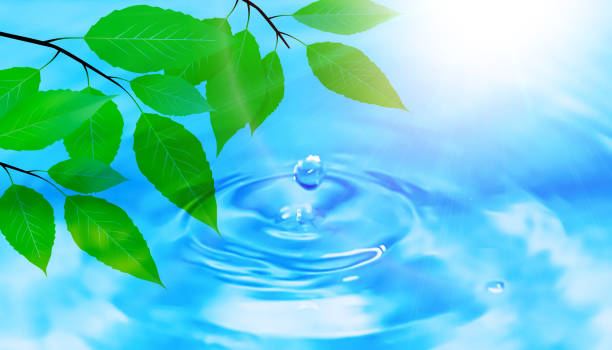 istock Fresh green on water background. 1313114268