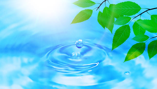 Fresh green on water background.