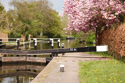 Grand Union Canal. Canal lock with narrow boat in London green belt landscape. Uxbridge, London, UK
