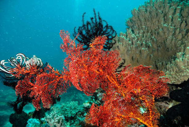 A picture of a beautiful and colored crinoid