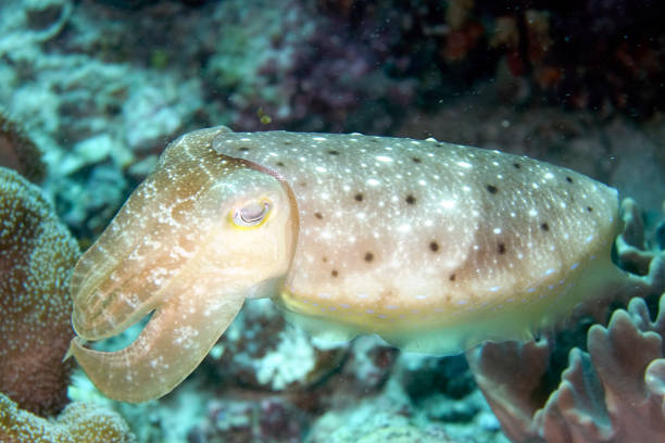 istock A picture of a beautiful cuttlefish 1313115591