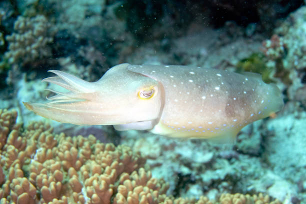 istock A picture of a beautiful cuttlefish 1313115702