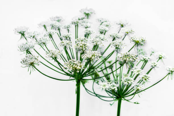 Lovely Queen Anne's lace from below.