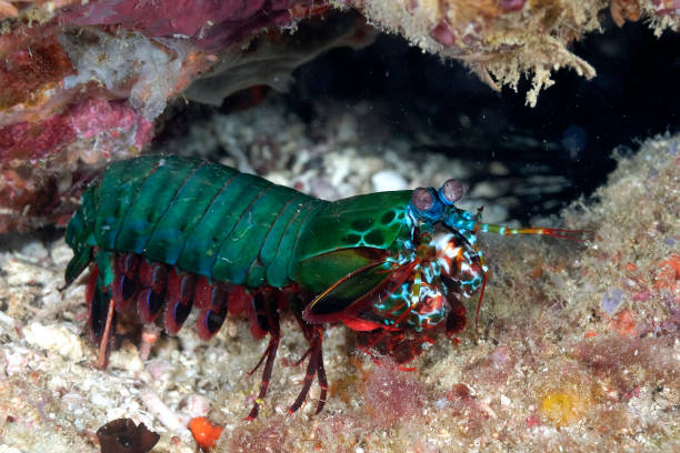 istock A green colored peacock mantis shrimp on the bottom 1313117782