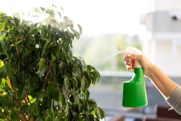 istock Woman watering houseplants 1313117792