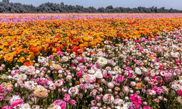 istock Field of blooming multicolored buttercups on a spring day 1313117825