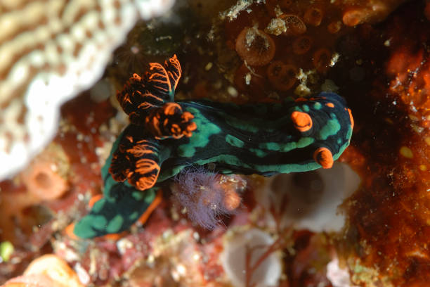 A picture of some beautiful and colored nudibranches