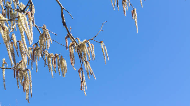 istock Blooming alder with long inflorescences in early spring against a blue sky 1313118206