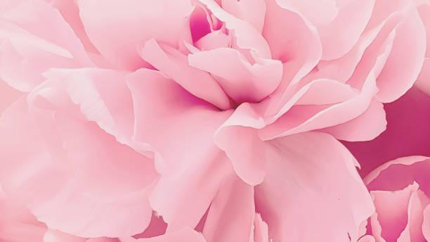 istock Beautiful pink flowers floral blossom 1313119714