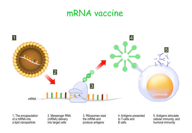 Mrna Graphoc 350+ Mrna Stock Illustrations, Royalty-Free Vector Graphics & Clip Art ...