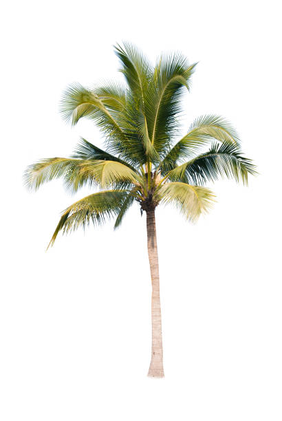 istock Palm tree or Coconut tree ,a green leaf isolation for summer background ,relax and vacation holiday summer concept 1313120919