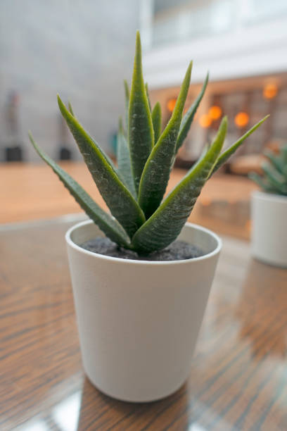 istock Cactus in pot,Succulents Plants 1313123226