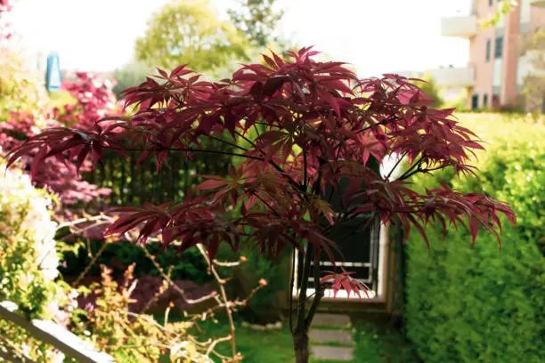 A Close up of acer palmatum bonsai with its distinctive red leaves