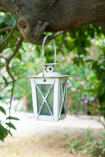 A lantern hanging on a tree