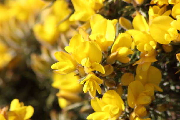 Gorse Close up of yellow blossom on broom furze or gorse ulex europaeus stock pictures, royalty-free photos & images