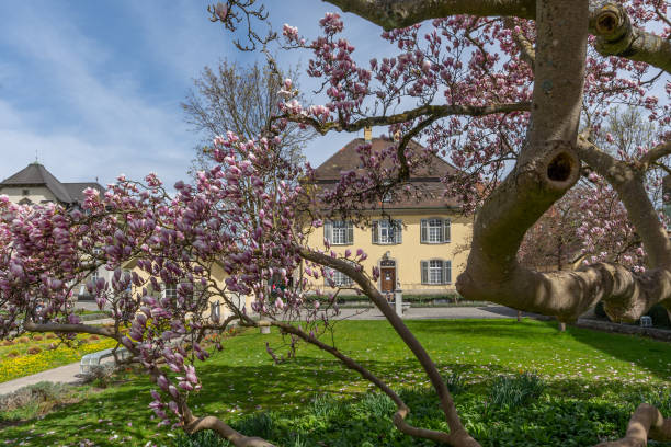 magnolia tree with house of government Big blossoming magnolia tree with house of government of Brugg city. Brugg, Switzerland - 5. April 2021 aargau canton photos stock pictures, royalty-free photos & images