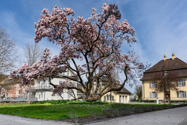 istock magnolia tree with house of government 1313127552
