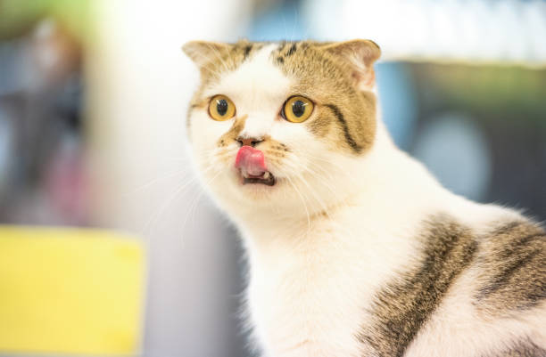 istock Cat sticking out tongue 1313127685