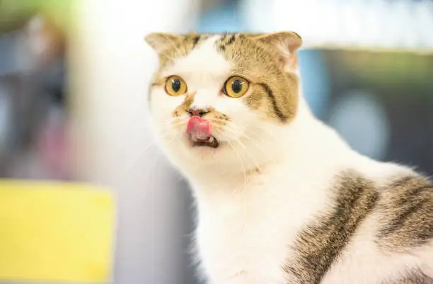Photo of Cat sticking out tongue